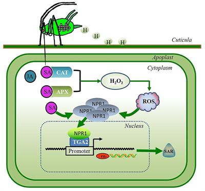 Wheat–Fusarium graminearum Interactions Under Sitobion avenae Influence: From Nutrients and Hormone Signals